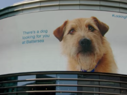 Experiential Marketing for the Doggies