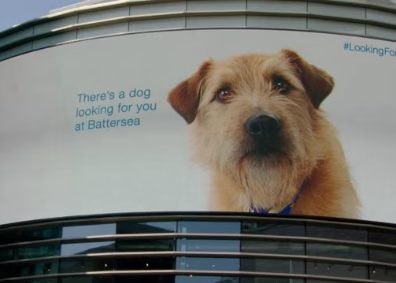 Experiential Marketing for the Doggies